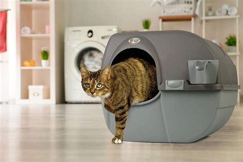 Best litter box for odor control. Things To Know About Best litter box for odor control. 
